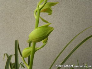 多艺精品 蕙兰金边色花荷型素 林木