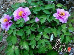 菏泽市芬芳花木种植专业合作社 牡丹与蓝色系林木的优质供应