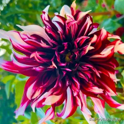 精品大丽花 花娇色艳，花开双色，争奇斗艳