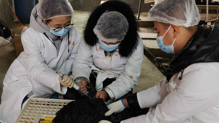 省级科技特派团赴普安县开展家禽高效养殖技术示范推广服务