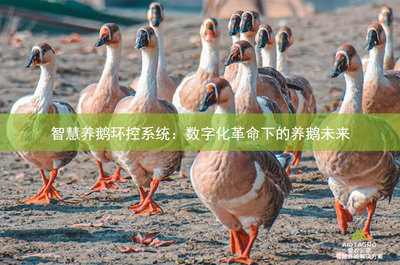 智慧养鹅 AIOTAGRO爱农云联引领的数字化养殖革命