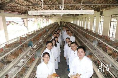 科技赋能产业升级，广东省农科院领航现代家禽种业发展