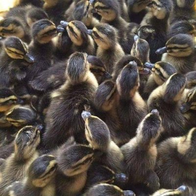 山西地区优质鸭苗批发与家禽技术服务指南