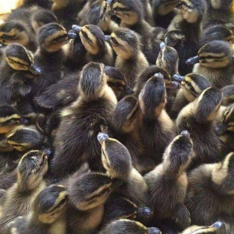 山西各地特色鸭苗批发与家禽技术服务全览