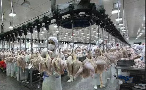 绿色转型新引擎 全国家禽屠宰行业首个电能替代项目在宿迁落地