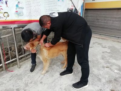 定威乡 春防工作扎实推进 为养殖业保驾护航
