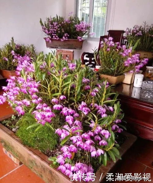 门前石阶上的生命礼赞