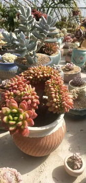 紫辰 沈阳新闻广播春季花卉日用品展即将开幕，农产品展销亮点纷呈