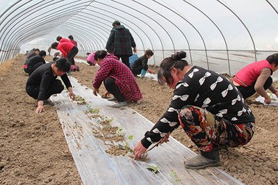 刘集镇 多管齐下助力春耕，家禽技术服务惠农增收