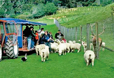 家禽技术服务在休闲农业与乡村旅游中的开发与应用