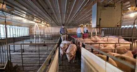 美国肉类厂疫情对家禽供应与价格的影响分析