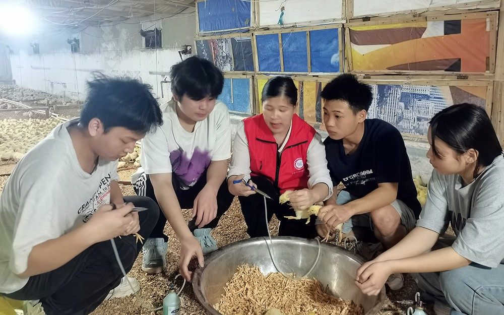 服务中成长，奉献中蜕变——我校师生赴养殖场开展家禽免疫接种实践活动